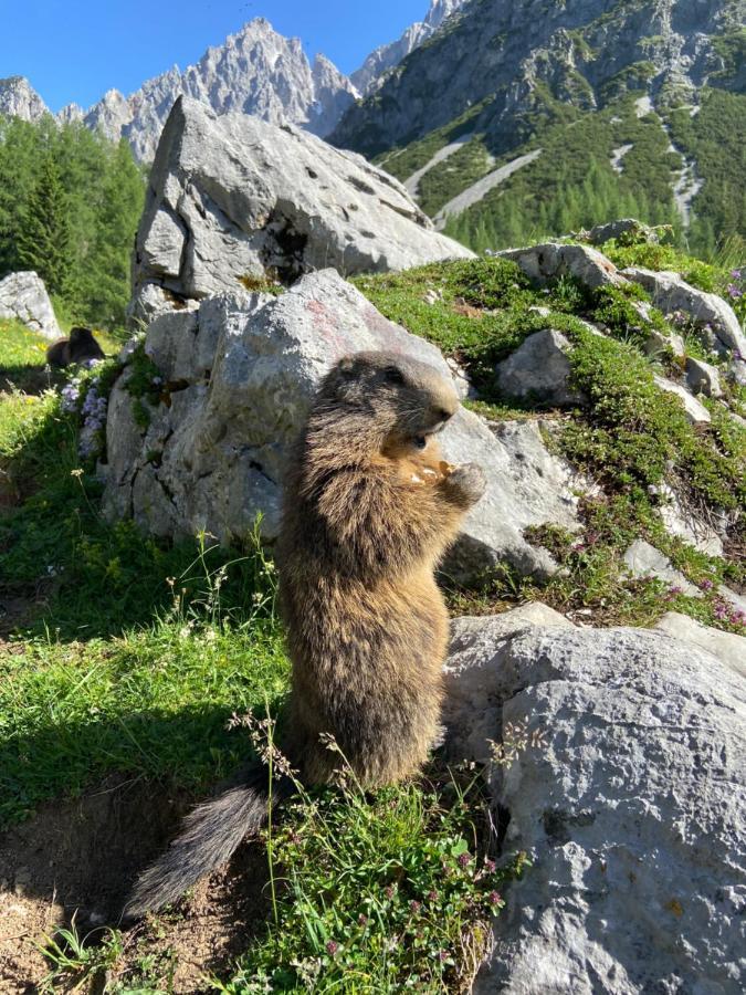 Apartament Haus Sonnleitner Ramsau am Dachstein Zewnętrze zdjęcie